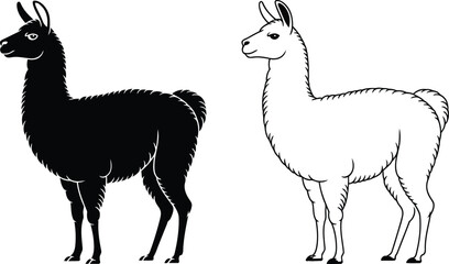 Llama standing vector illustration, Llama standing icon set © Rahat Hossain