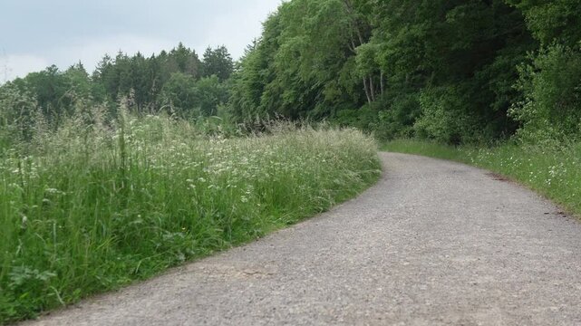 Kiesweg durch gr&uuml;nen Wald und wilde Sommerwiese