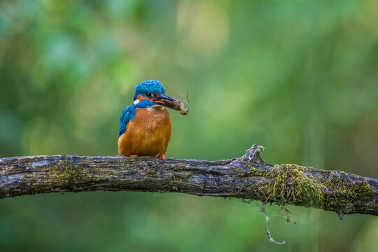 Common Kingfisher with Dragonfly Larva Prey in Beak