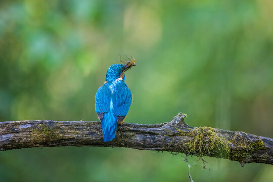 Common Kingfisher with Dragonfly Larva Prey in Beak