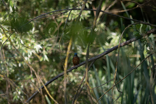 Common Kingfisher Hidden in Dense Natural Vegetation