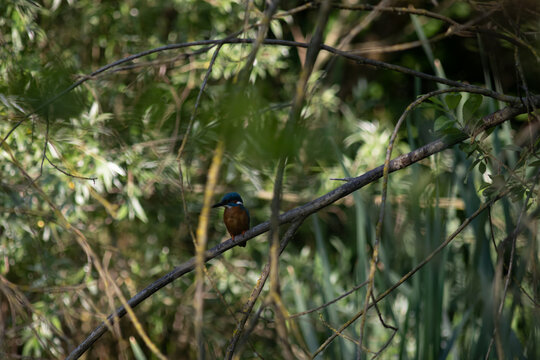 Common Kingfisher Hidden in Dense Natural Vegetation