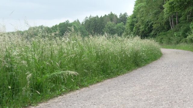 Kiesweg durch gr&uuml;nen Wald und wilde Sommerwiese