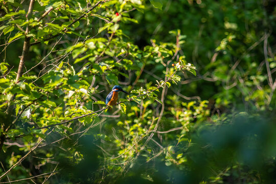 Common Kingfisher Hidden in Dense Natural Vegetation