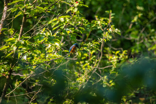 Common Kingfisher Hidden in Dense Natural Vegetation