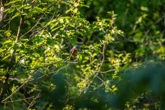 Common Kingfisher Hidden in Dense Natural Vegetation