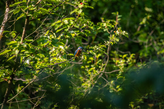 Common Kingfisher Hidden in Dense Natural Vegetation