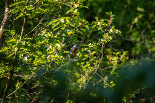 Common Kingfisher Hidden in Dense Natural Vegetation