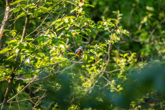 Common Kingfisher Hidden in Dense Natural Vegetation