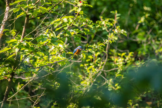 Common Kingfisher Hidden in Dense Natural Vegetation