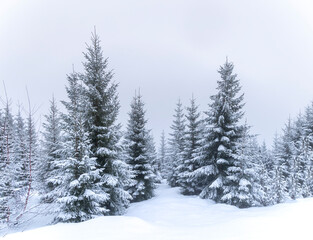 Fototapeta premium A beautiful fir tree forest growing on the slopes of snowy mountains. A wintertime scenery in Geiranger Unesco World heritage area, Sunnmore, More og Romsdale, Norway.