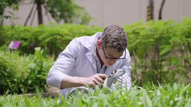 White man research biologist in lab coat wearing eyeglasses sitting holding and using magnifying glass examining fungus, aphid, insect, pests and diseases of plants on garden outdoors at organic farm.