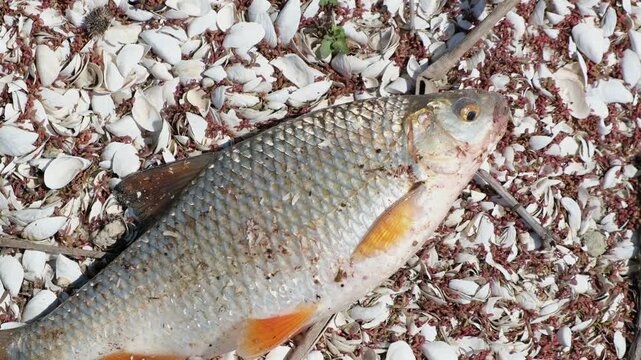 The fish thrown onto the shore greedily gulps the air