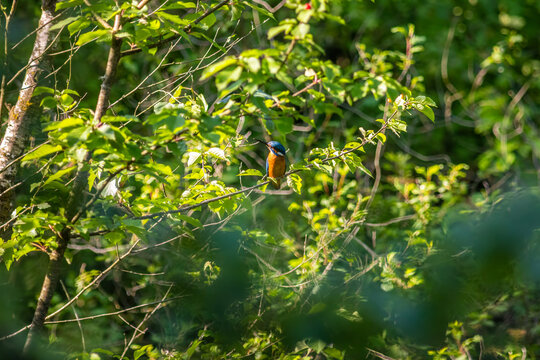 Common Kingfisher Hidden in Dense Natural Vegetation
