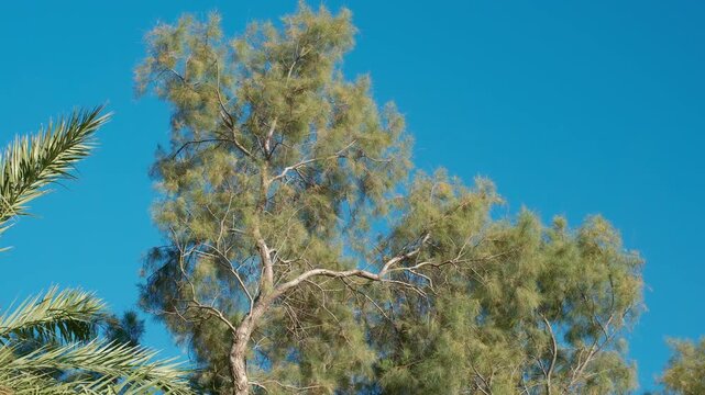 Green tamarisk tree and palm leaves swaying in a strong wind against a bright blue sunny sky in slow motion