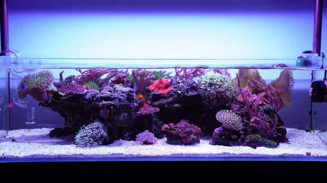 Saltwater aquarium