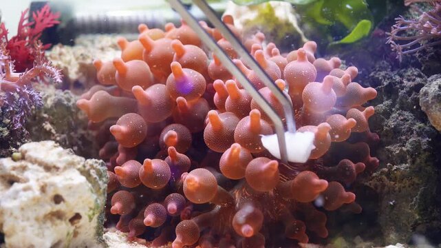 Saltwater aquarium