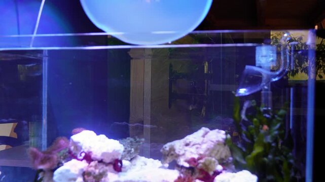 Saltwater aquarium