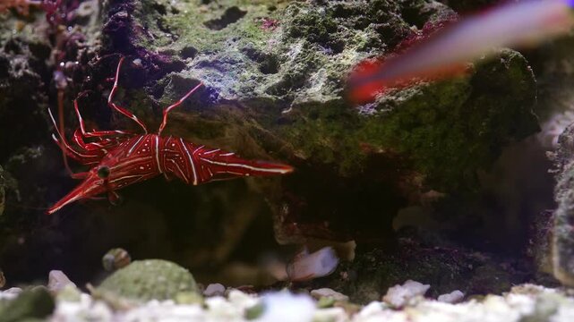 Saltwater aquarium