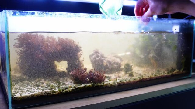 Saltwater aquarium
