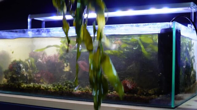Saltwater aquarium