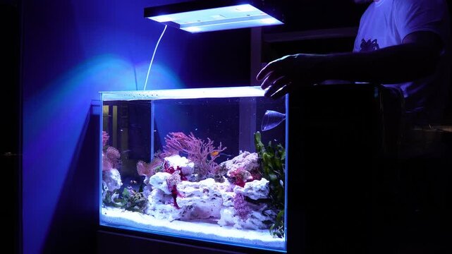 Saltwater aquarium