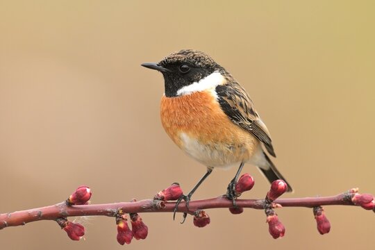 European stonechat saxicola rubicola bird songbird wildlife nature predator cock o the north, beautiful animal mountain finch, animal, bird watching ornithology, flower bud fauna wildlife Europe