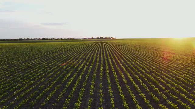 Green agricultural field with young plants growing in rows at sunset, showing farming industry and cultivation concept