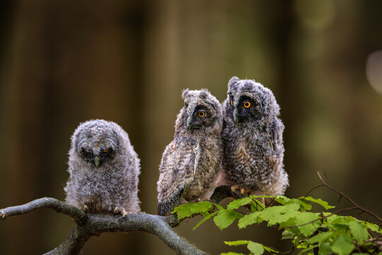 Three fluffy young long eared owl chicks sitting together on a green beech branch in a wild forest backdrop.