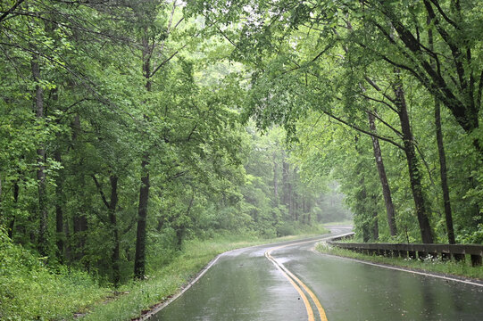 Rainy Road through the Forest