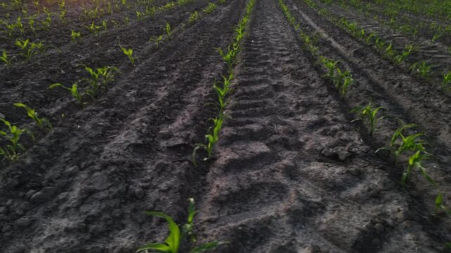 Young green corn sprouts growing in neat rows on a farm field with tractor tire tracks on a spring day in the countryside