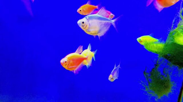 Colorful Neon GloFish Tetra Swimming in Blue Water Aquarium
