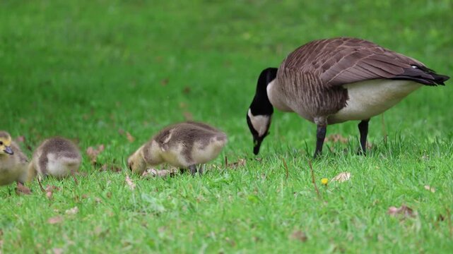 Canadian geese babies grazing on land under mother's watchful eye