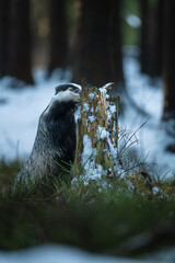 European badger standing on hind legs by an old tree stump in a snowy winter forest, holding a wooden stick in its mouth. © Rudolf