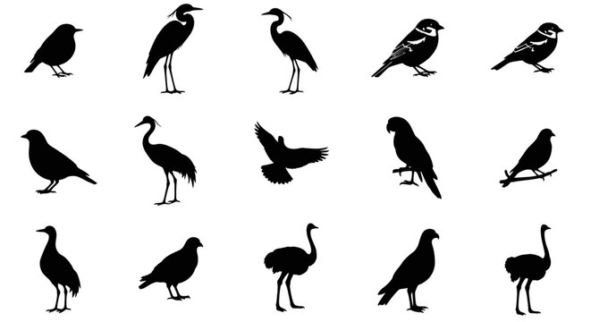 Collection of various black bird silhouettes on white background including herons sparrows and ostriches