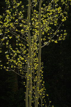 Aspens Springing