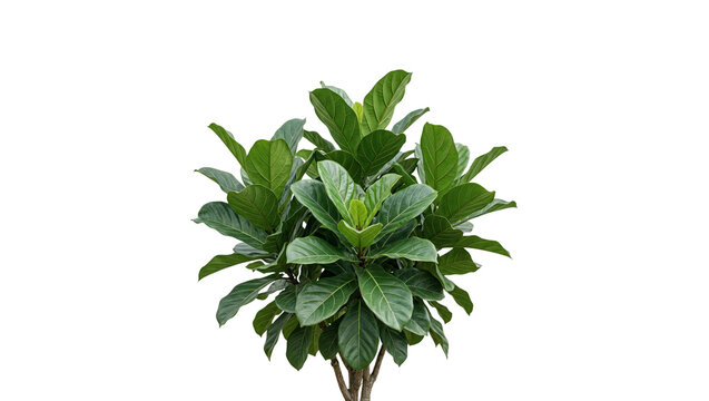 Lush green fiddle leaf fig houseplant with large glossy textured foliage and a sturdy brown woody trunk isolated as a decorative botanical element on transparent background