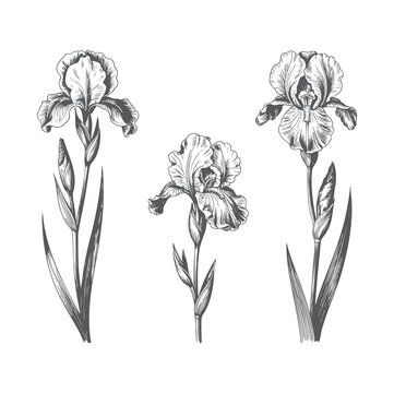 Hand-drawn iris flower collection featuring three blooming stems in vintage botanical engraving style.