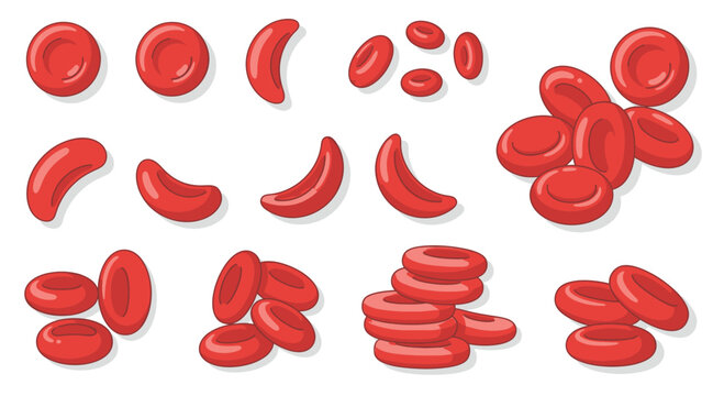 Collection of realistic red blood cells illustration