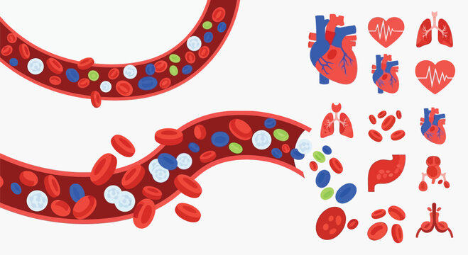 Infographic illustration of human circulatory system and blood flow