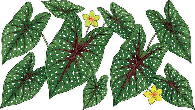 Caladium bicolor botanical illustration with green elephant ear leaves white spots red veins and yellow flowers isolated on white background vector element