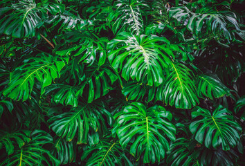 Monstera delicosa leaves textured background , leaves of leaves of Monstera abstract green texture, nature background, tropical leaf abstract green texture, nature background, tropical leaves © Rechitan Sorin