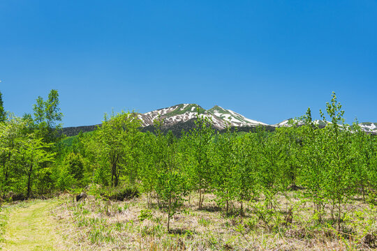 初夏の乗鞍高原と瑞々しい白樺の新緑、残雪の乗鞍