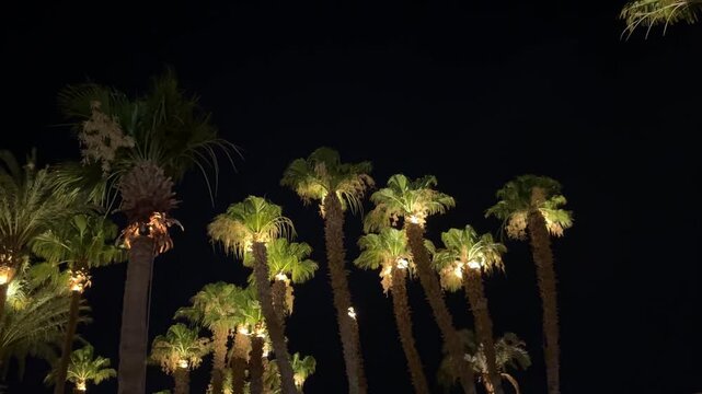 Illuminated palm trees against night sky, view from below, upward angle, glowing fronds, tropical evening magic.