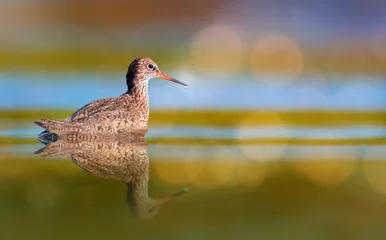 A cute water bird. Natural background. © Serkan Mutan