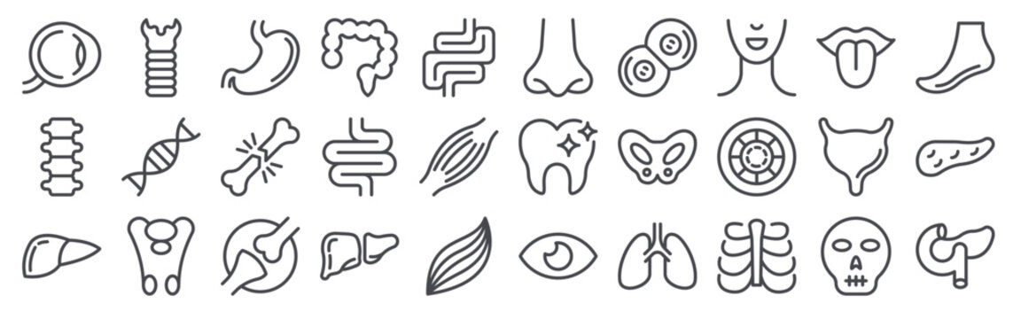 Collection of 30 outline Human Organs icons with retina, backbone, liver organ, trachea, dna strand. Thin line vector illustration set