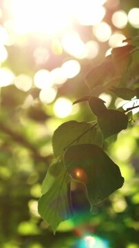 Linden green leaves on tree branch in park swaying on wind with sunlight sparkling through foliage, summer or spring nature sunshine background, vertical