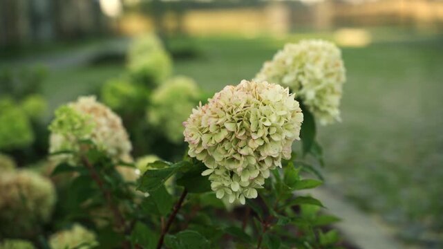 Creamy white panicle hydrangea flower blooming in a beautiful garden during a serene sunrise, with lush green leaves and a soft-focus background creating a gentle bokeh effect