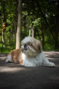 shih tzu dog lies on the road in the evening in summer, lens T43 4/40 smena 8m   