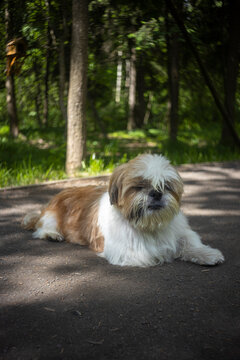 shih tzu dog lies on the road in the evening in summer, lens T43 4/40 smena 8m   